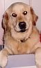 our Golden Retriever Chelsea our Golden Retriever Chelsea