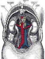 location of kidneys