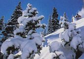 spruce in snow